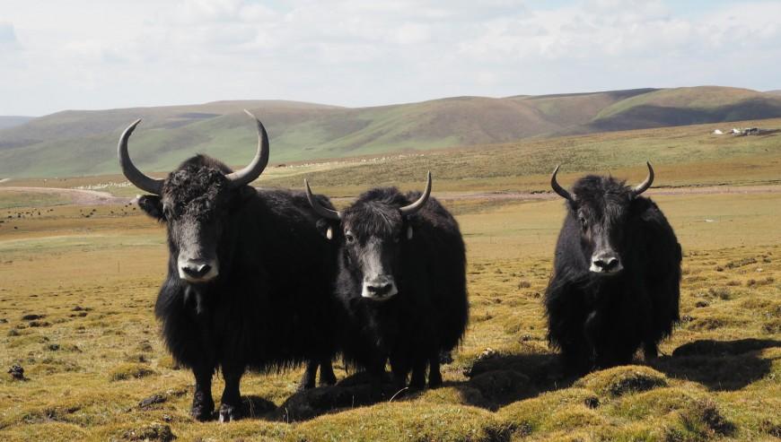 New! Yak socks