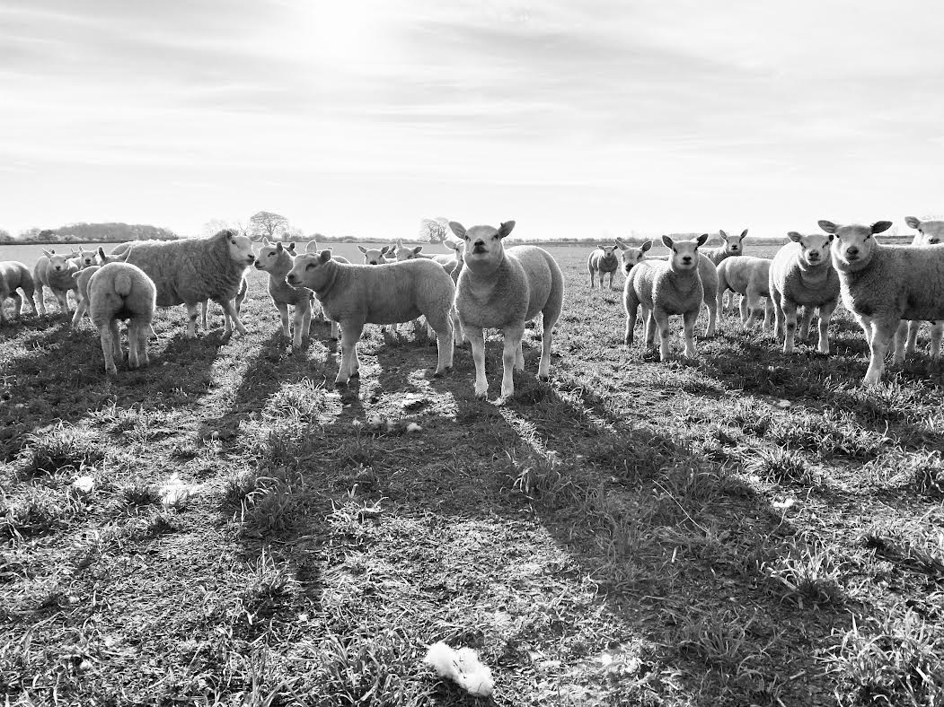 blog post on wool